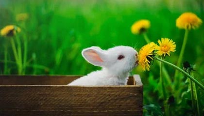 渑池伴游，定制QQ：3494206190微信：act1322